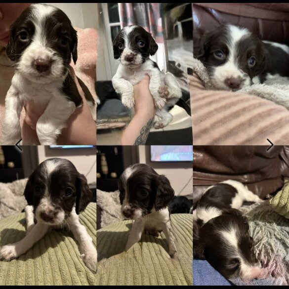 Sprocker Spaniel - Both