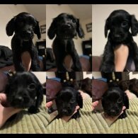 Sprocker Spaniel - Both