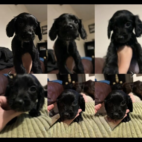 Sprocker Spaniel - Both