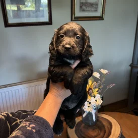 Sprocker Spaniel - Both