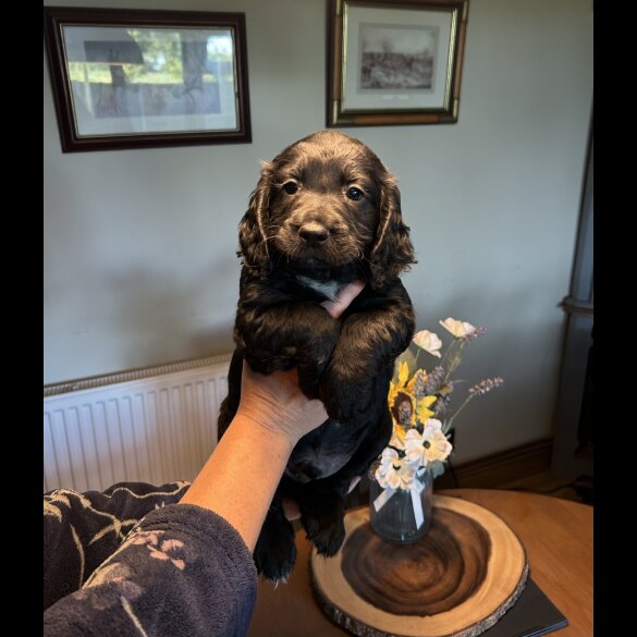 Sprocker Spaniel - Both
