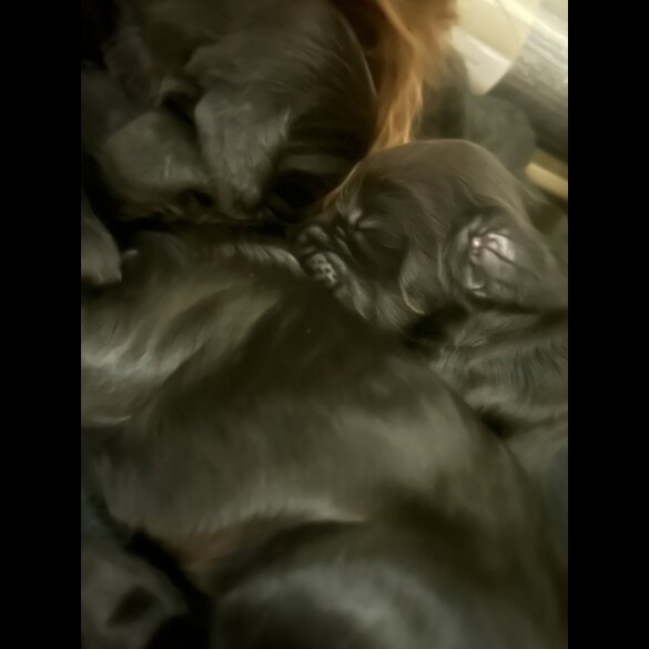 Sprocker Spaniel - Both