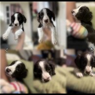 Sprocker Spaniel - Both