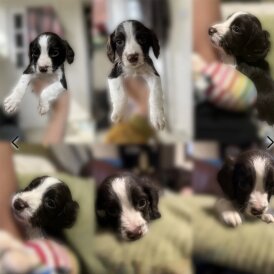 Sprocker Spaniel - Both