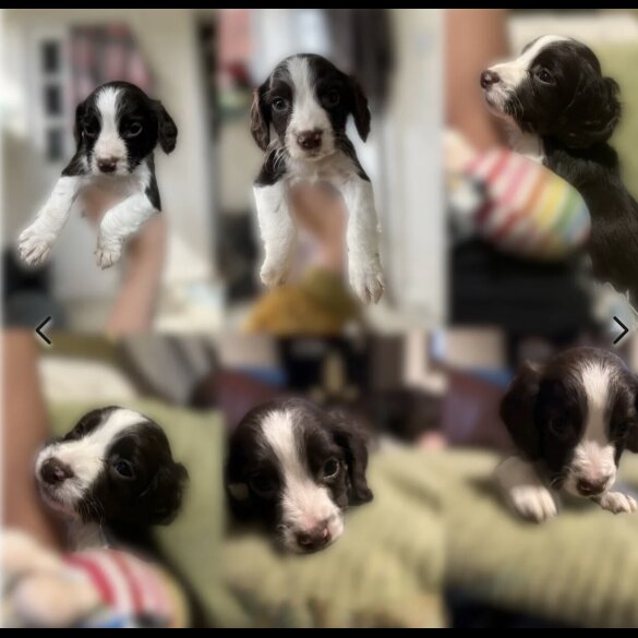 Sprocker Spaniel - Both