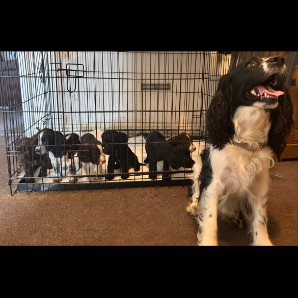 Sprocker Spaniel - Both