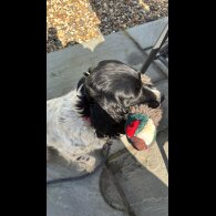 Sprocker Spaniel - Both