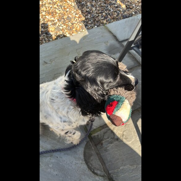 Sprocker Spaniel - Both
