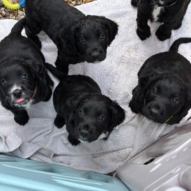 Sprocker Spaniel - Both