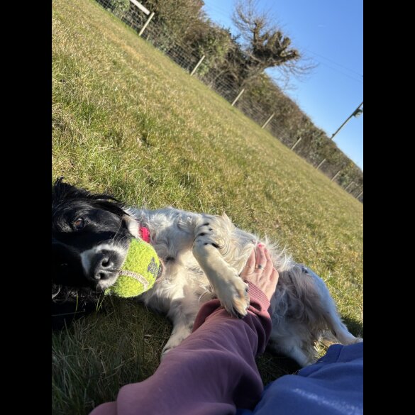 Sprocker Spaniel - Both