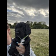 Sprocker Spaniel - Both