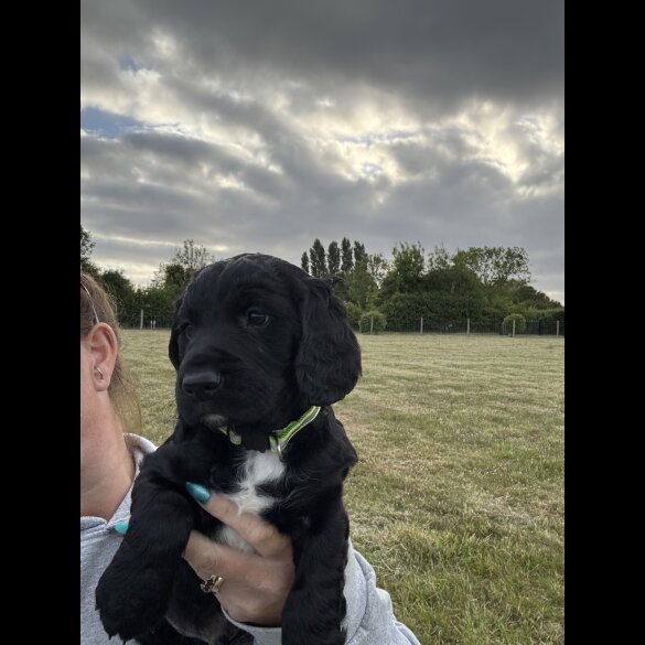Sprocker Spaniel - Both