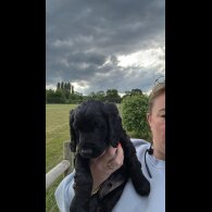 Sprocker Spaniel - Both