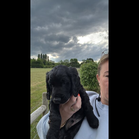 Sprocker Spaniel - Both
