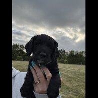 Sprocker Spaniel - Both