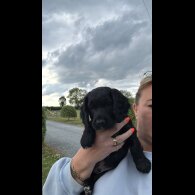 Sprocker Spaniel - Both