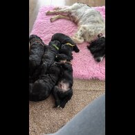 Sprocker Spaniel - Both