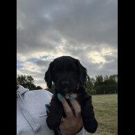 Sprocker Spaniel - Both