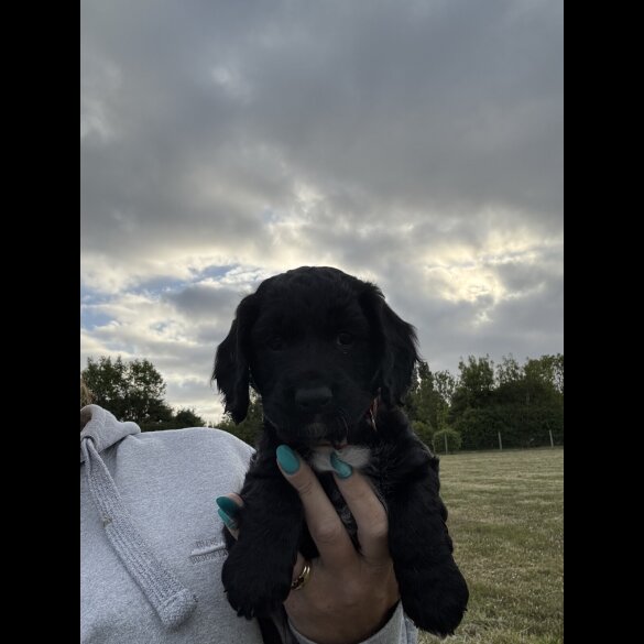 Sprocker Spaniel - Both