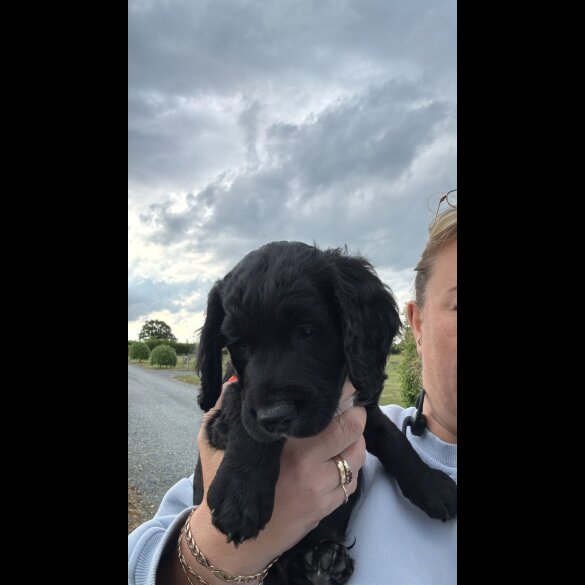 Sprocker Spaniel - Both