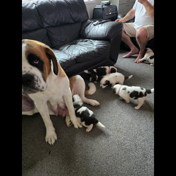 St Bernard - Both