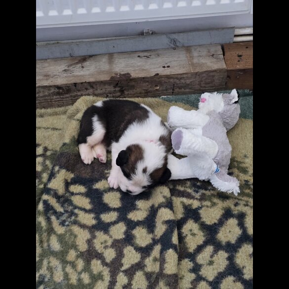 St Bernard - Both