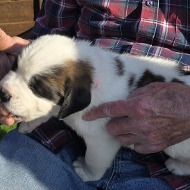 St Bernard - Both