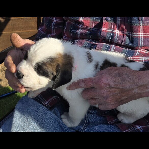 St Bernard - Both