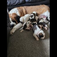 St Bernard - Both