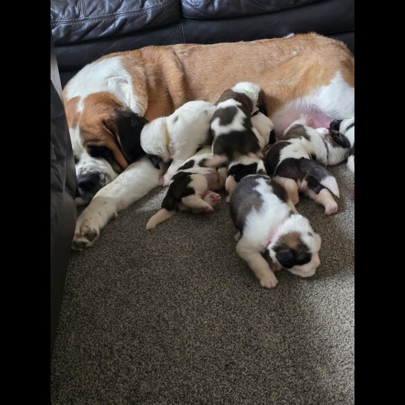 St Bernard - Both