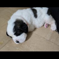 St Bernard - Both