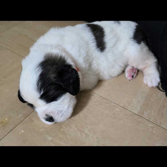 St Bernard - Both