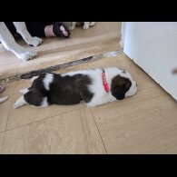 St Bernard - Both