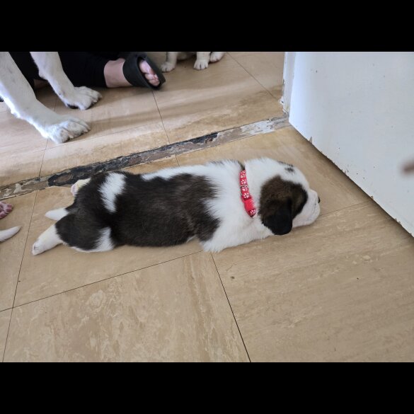 St Bernard - Both