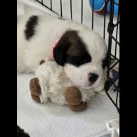 St Bernard - Both