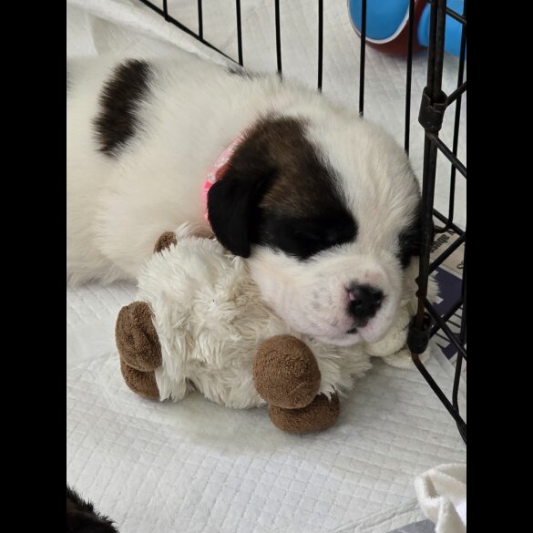 St Bernard - Both