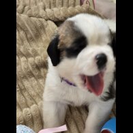 St Bernard - Both