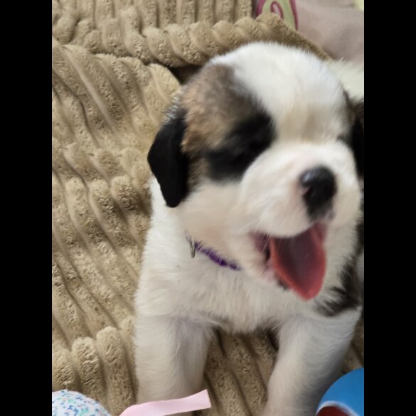 St Bernard - Both