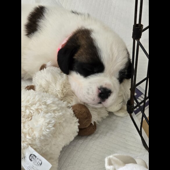 St Bernard - Both