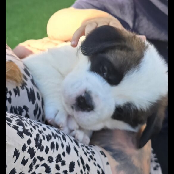St Bernard - Both