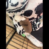 Staffordshire Bull Terrier - Both