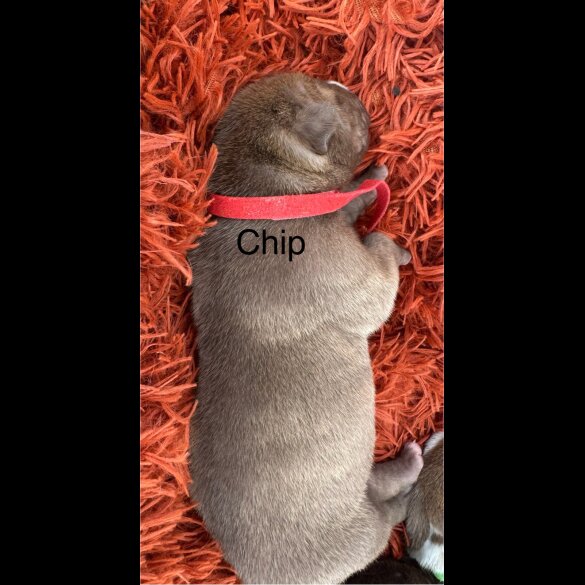 Staffordshire Bull Terrier - Both