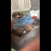 Staffordshire Bull Terrier - Both