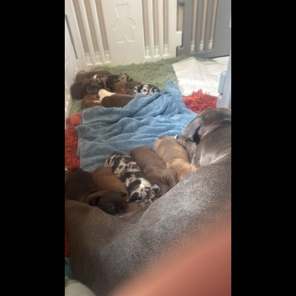 Staffordshire Bull Terrier - Both