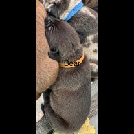 Staffordshire Bull Terrier - Both