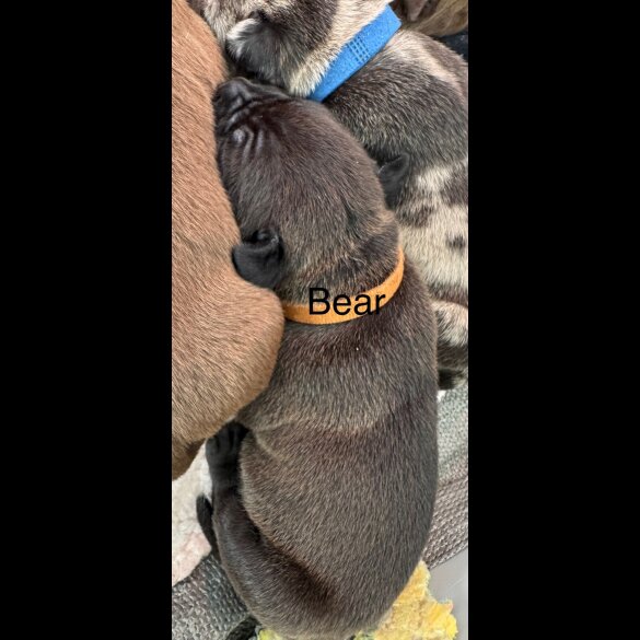 Staffordshire Bull Terrier - Both