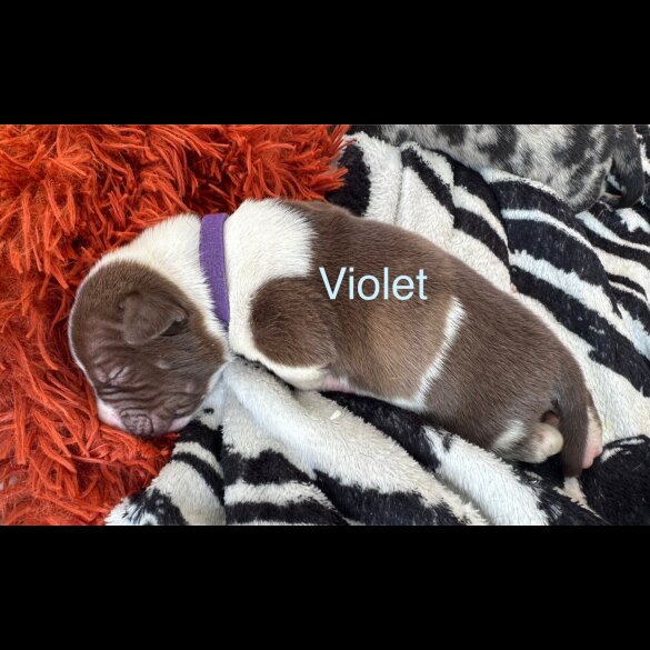 Staffordshire Bull Terrier - Both