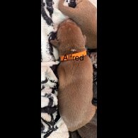 Staffordshire Bull Terrier - Both