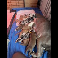 Staffordshire Bull Terrier - Both