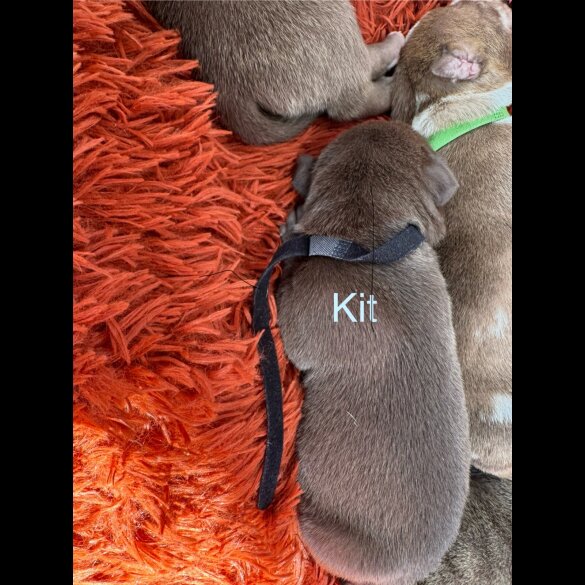 Staffordshire Bull Terrier - Both